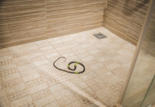 Snake on Shower Floor