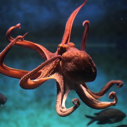 Video Shows Octopuses Throwing Shells at Each Other When They Get Mad