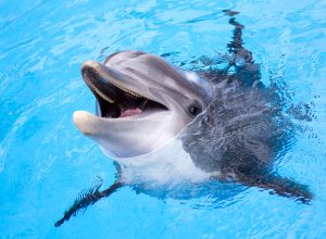Yes, Dolphins Can Whistle Their Names, New Study Proves
