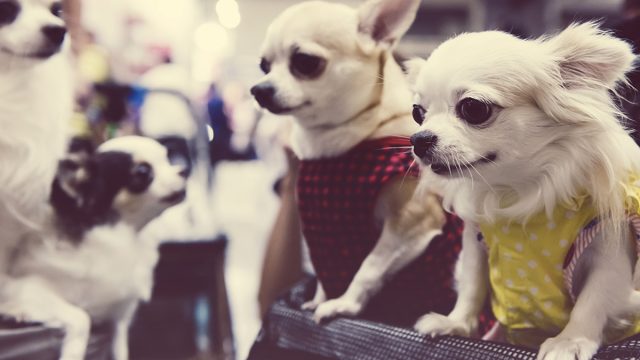 In,Selective,Focus,Of,Adorable,Puppy,Chihuahuas,Dog,Wearing,Fashion
