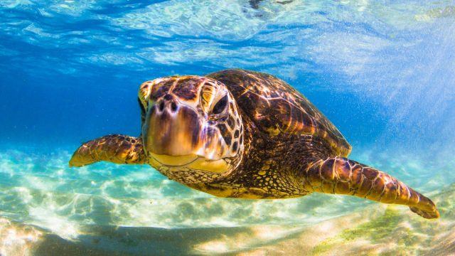 Endangered,Hawaiian,Green,Sea,Turtle