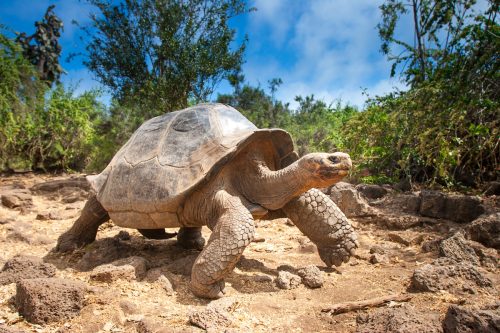 Galapagos Tortoise in the wild
