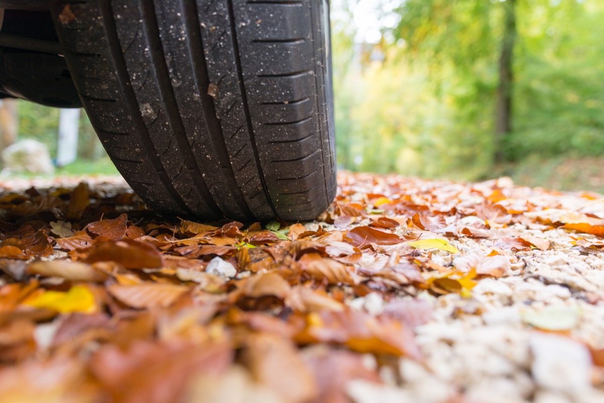 closeup of car tire driving over wet leaves