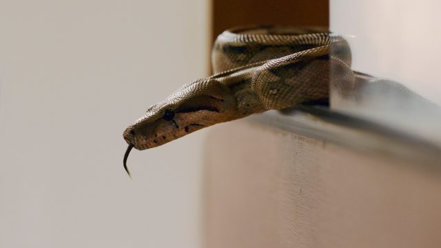 Snake head vivarium hiding behind refrigerator.jpg