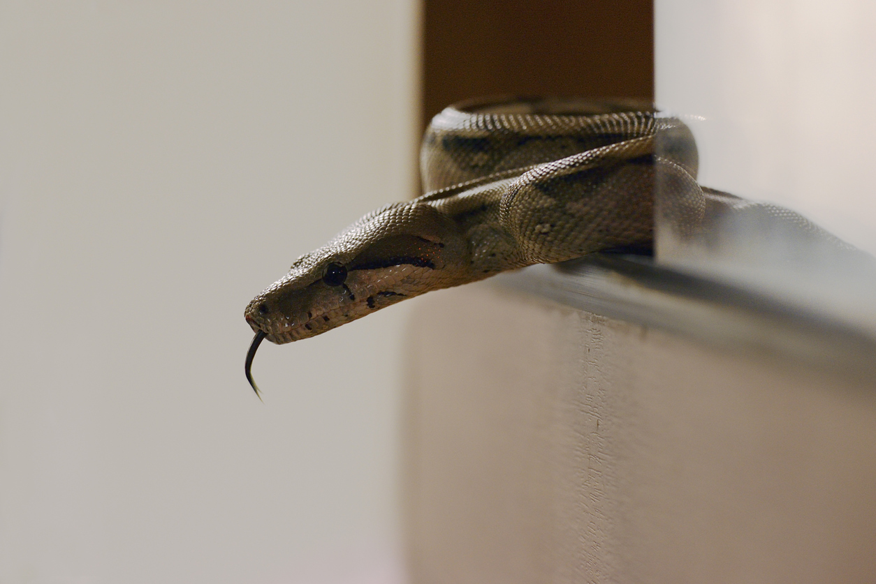 The No. 1 Sign There’s a Snake Behind Your Refrigerator