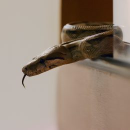 The No. 1 Sign a Snake's Behind Your Fridge