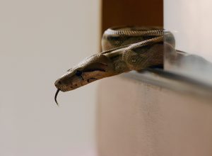The No. 1 Sign a Snake's Behind Your Fridge