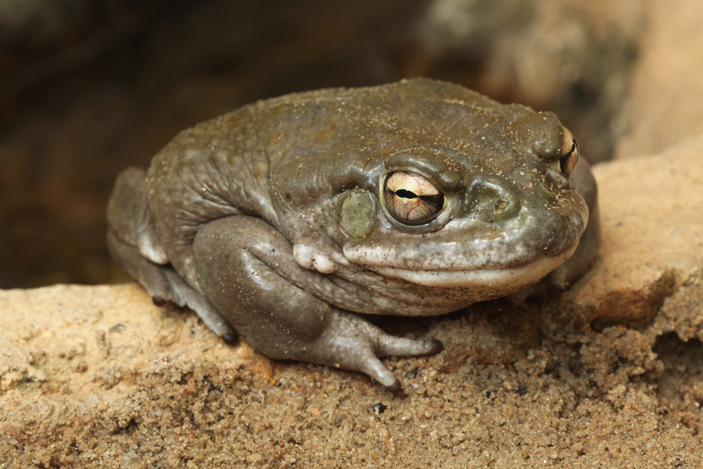A Sonoran Desert toad sitting on sand