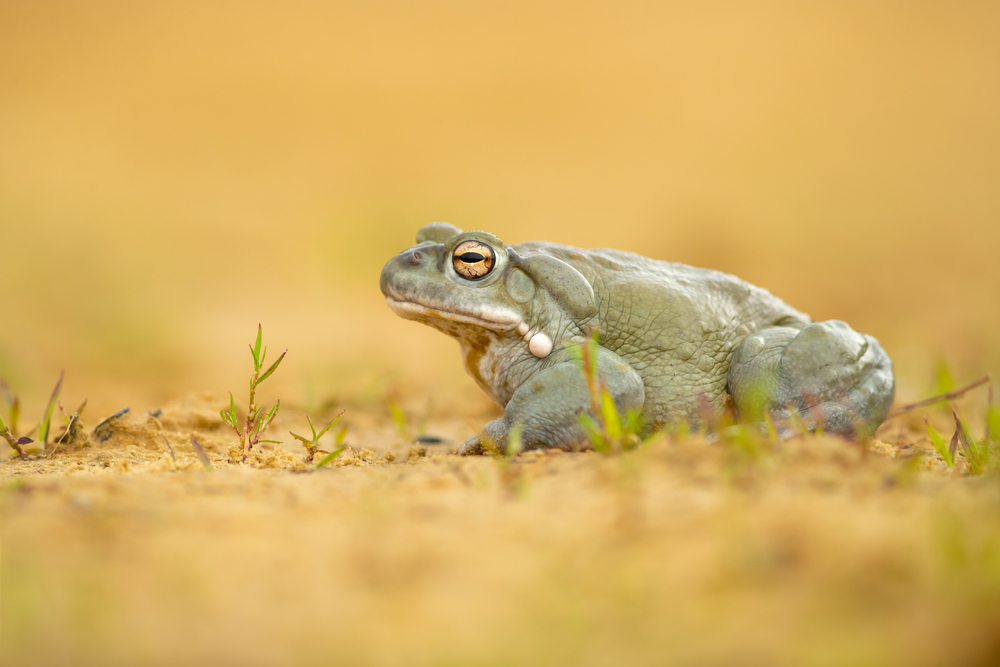 A Sonoran desert toad sitting in the desert
