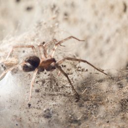 A spider sitting in its web in a basement.