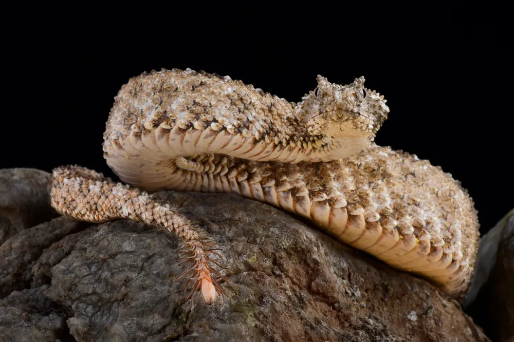 A closeup of a spider tailed horned viper on a rock
