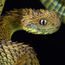 The 6 Creepiest-Looking Snakes