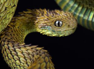 The 6 Creepiest-Looking Snakes