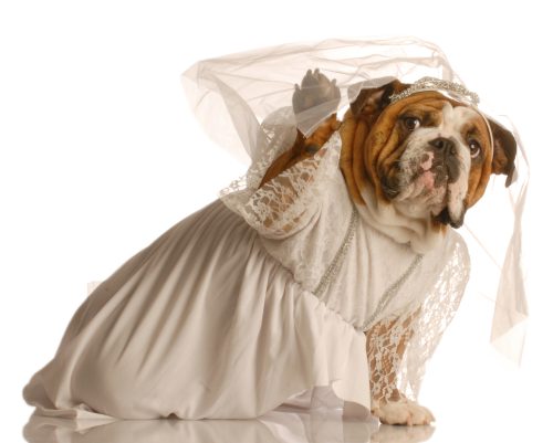 English Bulldog in a wedding dress