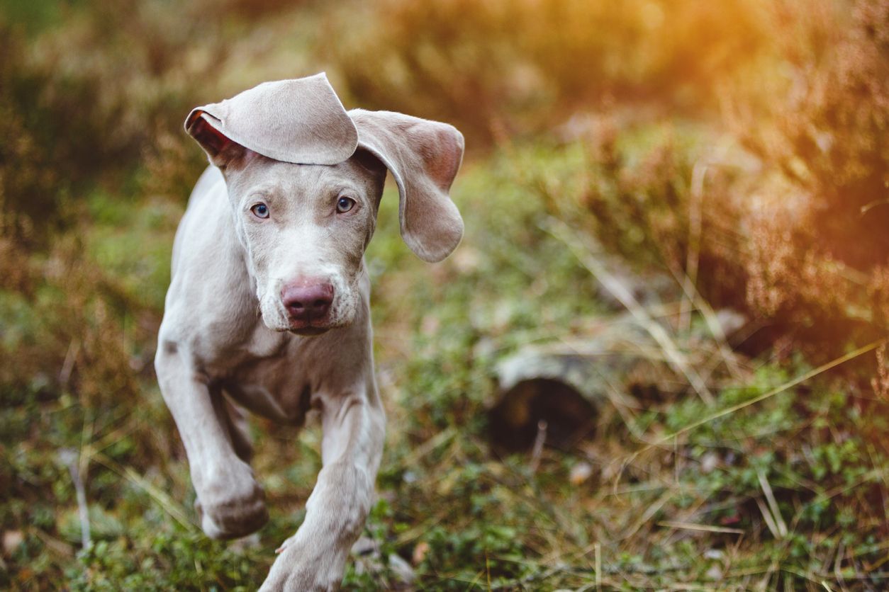 Most handsome hot sale dog