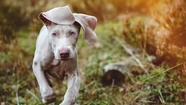 A Weimaraner puppy running in a field