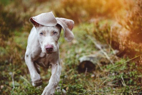 A Weimaraner puppy running in a field