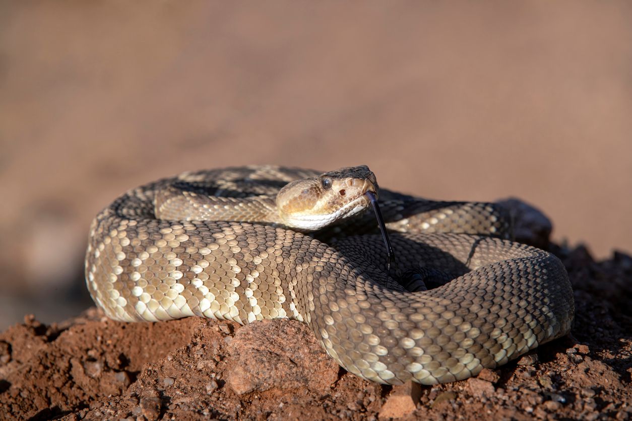 Alabama Police Find Huge 'Harmless' Snake in Toilet