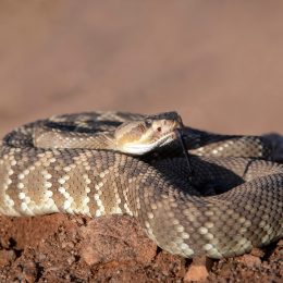 A diamondback rattlesnake coiled on a hill