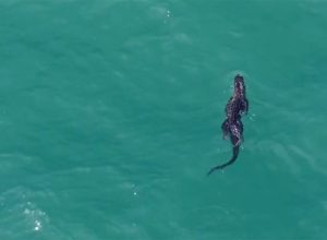 A 10-Foot Alligator is Spotted Swimming in the Sea Toward Florida Beach. "A Once in a Lifetime Experience"