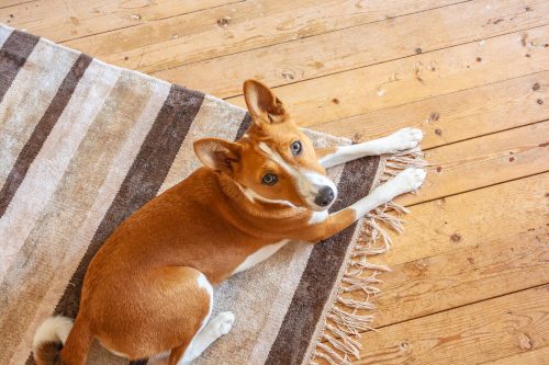 basenji dog sitting on rug