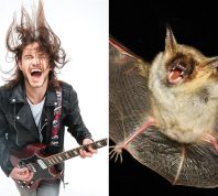 Bats Use Same Techniques as Death Metal Singers to Vocalize, Study Finds