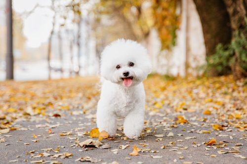 bichon frise dog walking in the park
