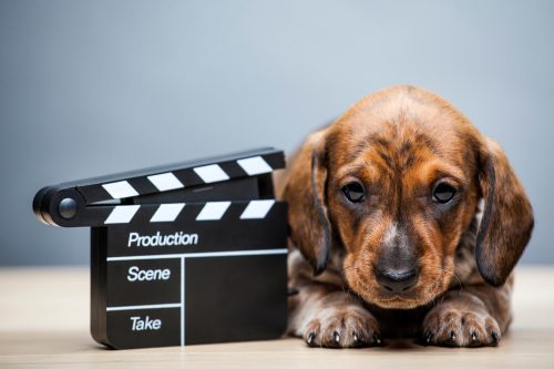 puppy sitting next to a clapperboard