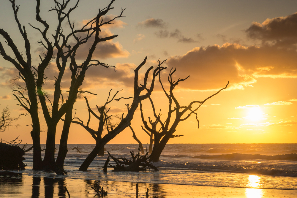 The sun rising over the ocean with bar trees in the water in the foreground