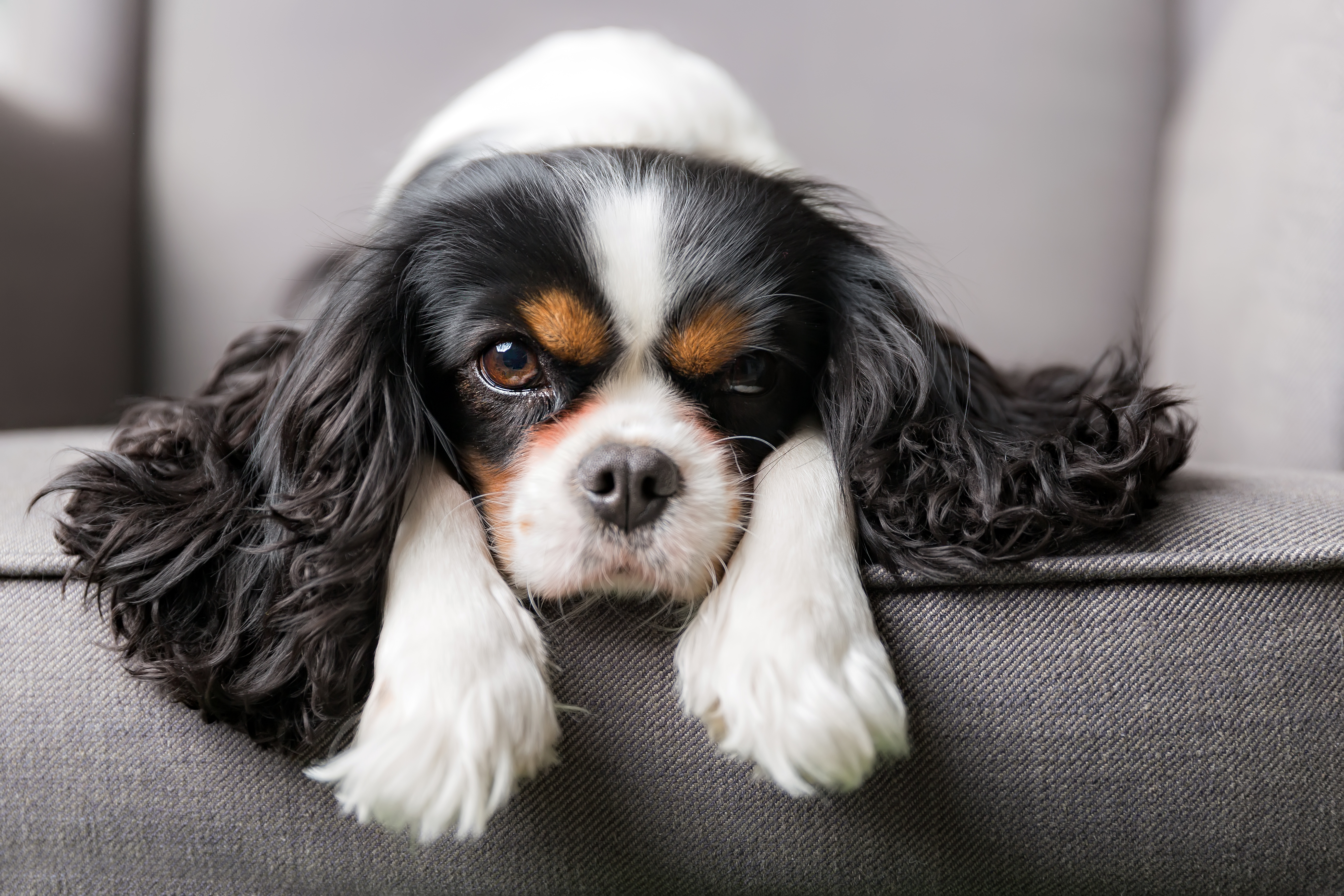king charles spaniel puppy on couch