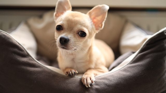 chihuahua sitting in dog bed