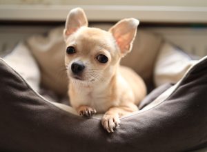 chihuahua sitting in dog bed