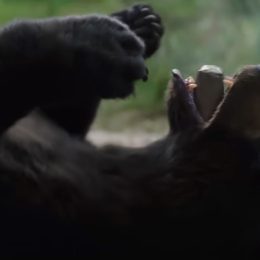 Pablo EskoBear: The Real Story of Bear on Cocaine Binge That Inspired the Hollywood Movie