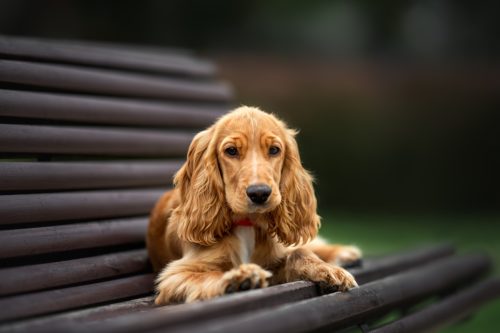 cocker spaniel - one of world's the most popular small dog breeds 