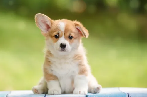 cute girl dog with one ear raised