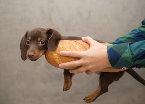Dachshund puppy held between two buns