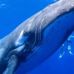 A Curious 30-Foot Humpback Approached a Group of Divers. "Playful As a Toddler."