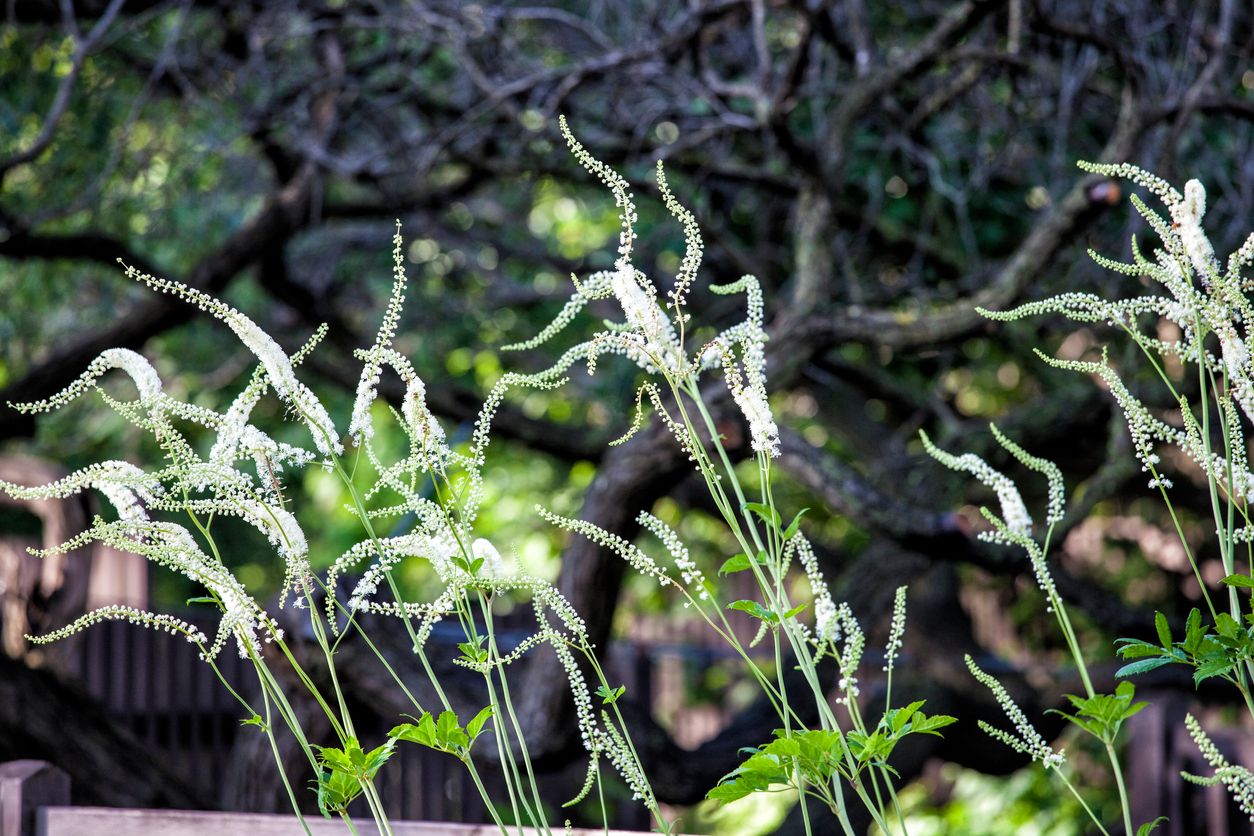 White flowers of black cohosh.