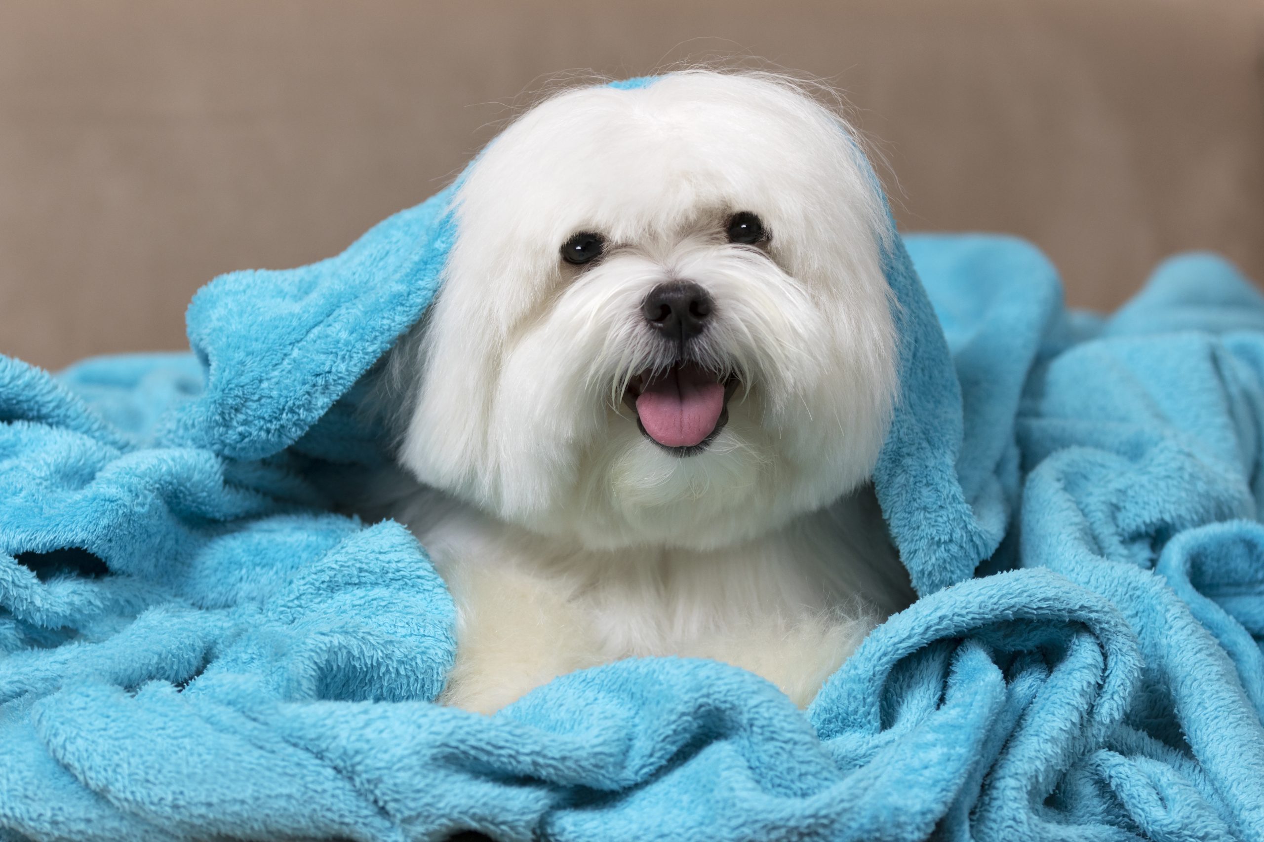 17 Best Small Dog Breeds — Best Life