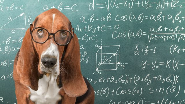 dog in from of chalkboard with math equations
