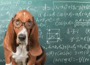 dog in from of chalkboard with math equations