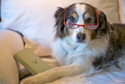 dog wearing glasses and holding a remote