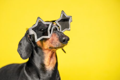 dog wearing star-shaped sunglasses