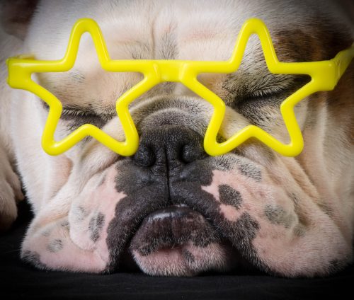 bulldog wearing star-shaped glasses — best girl dog names.