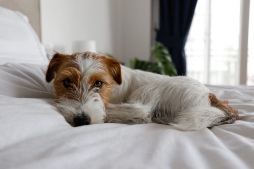 russell terrier snuggling on the bed