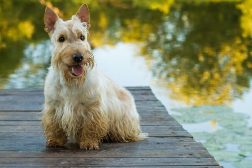 scottish terrier on a dock