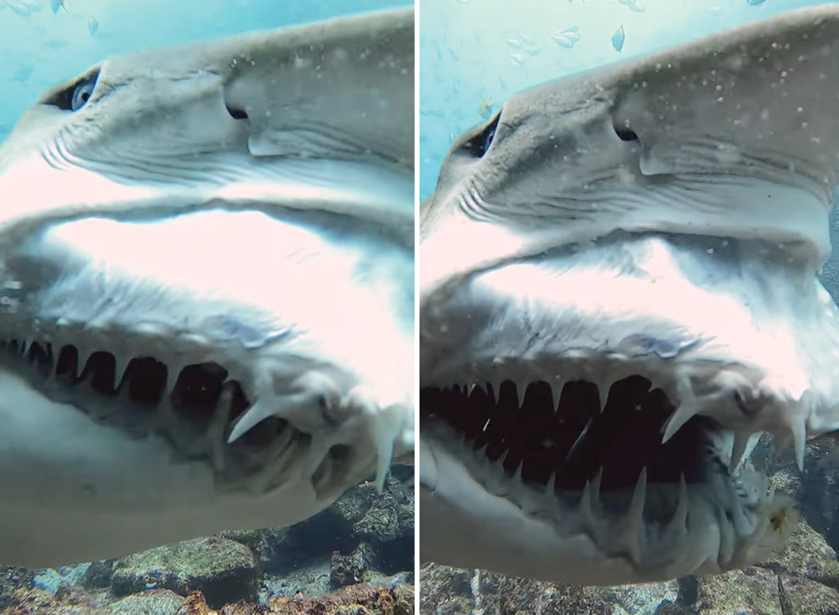 Moment a Gigantic Shark Shows Off His Teeth to a Scuba Diver