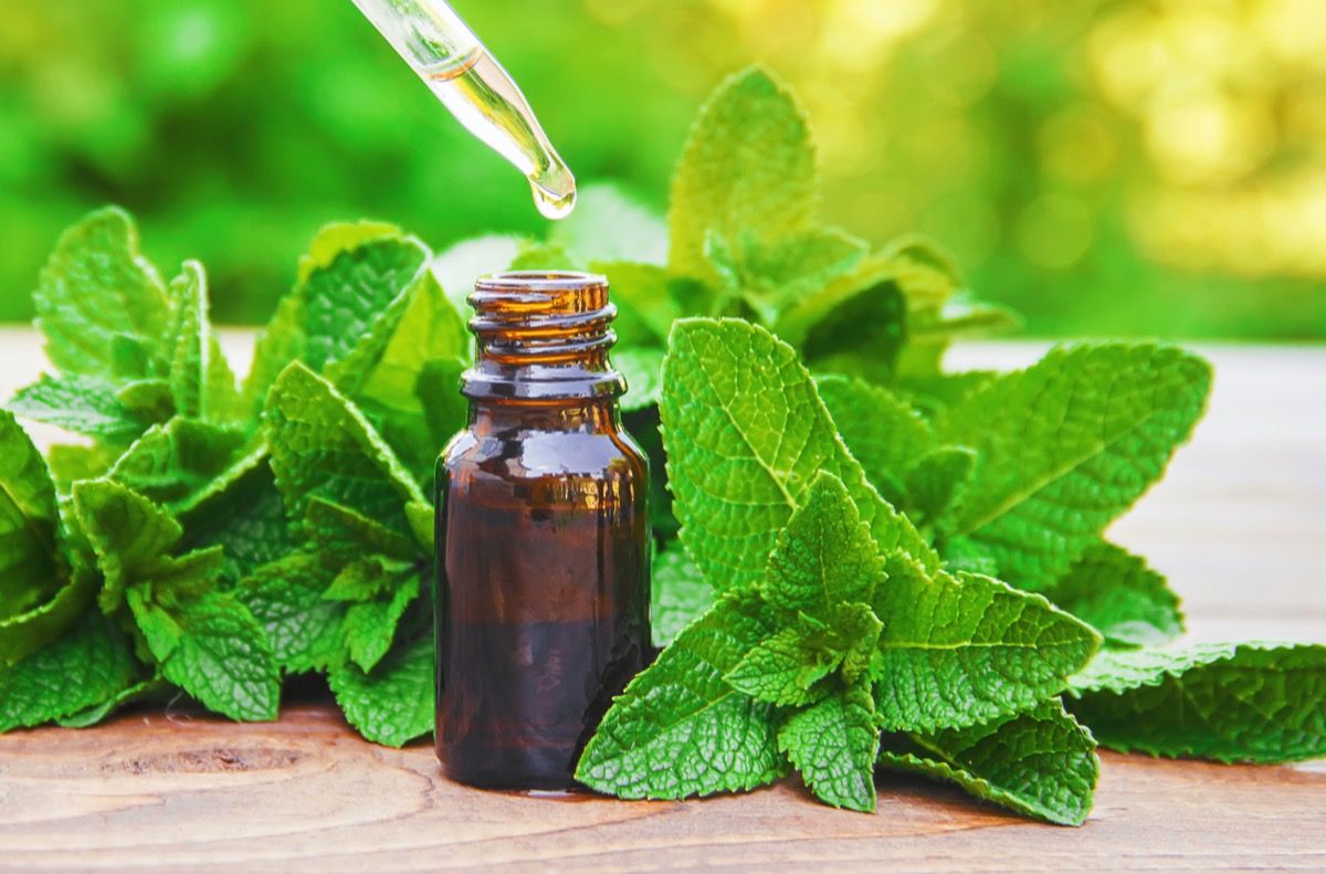 Peppermint oil with leaves.