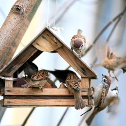 Many Birds In a Bird House