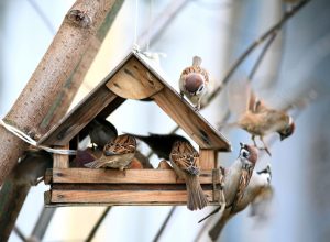 Many Birds In a Bird House
